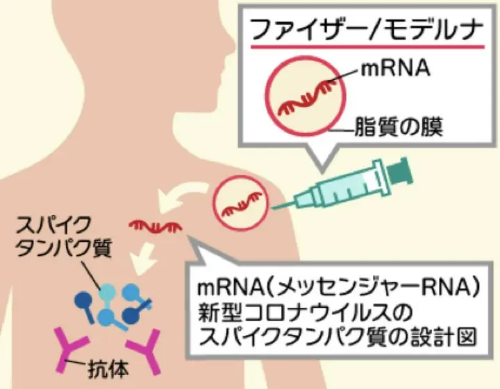 【コロナmRNAワクチンの遅効性リスク】
イェール大学岩崎明子教授のワクチン後遺症論文。
「注目すべきは、最も高いスパイク（S1）タンパク質が検出されたのはmRNAワクチン接種後、600-700日以上の間であった。」