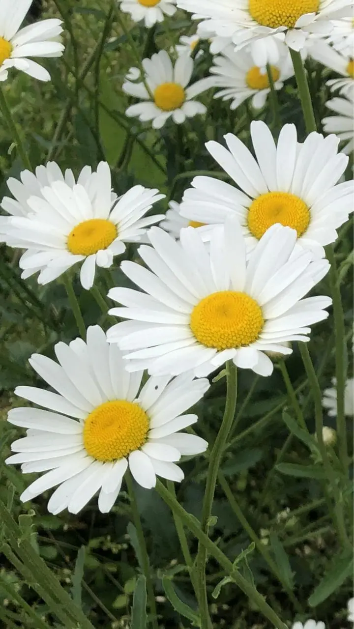 今日も1日お疲れ様でした🌺GWも今日で終わりですが楽しく過ごせましたか🌸この後も水分補給して体調には気をつけて素敵な夜を過ごしましょう🌸