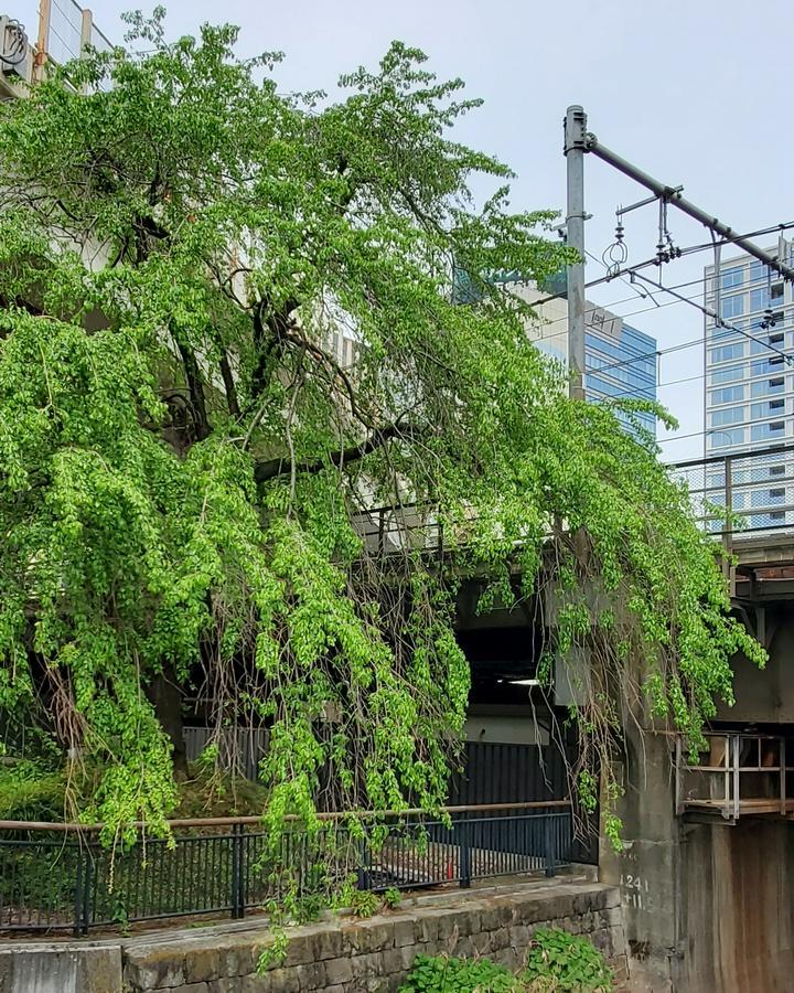 前回はきれいなお花が満開だったのに、
https://postprime.com/gokigen_na_Me/posts/744166
今日はとっても緑🌿