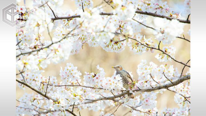 ★ #思い出の写真たち 、題『 #枡席のお花見 』#66 ★
━━━━━━━
