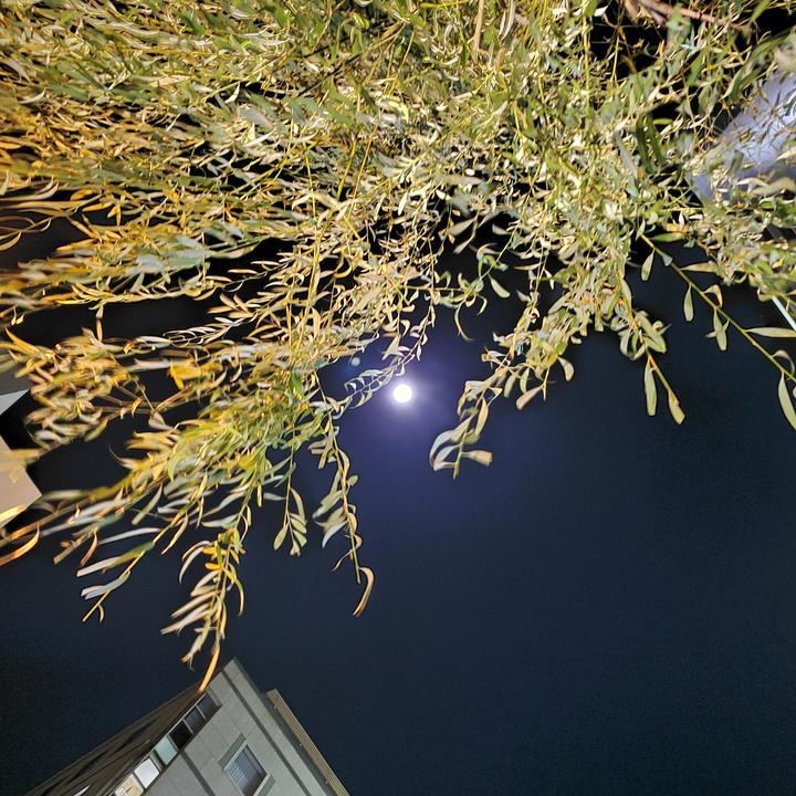 #11月の月スナフ

柳の間から望月🌝