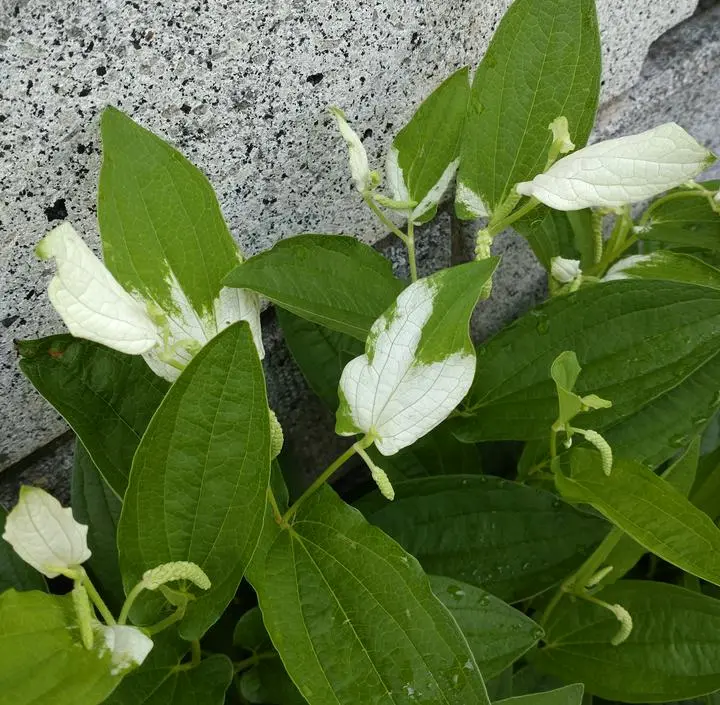 　［ 路地裏の
　　　半夏生の葉に
　　　　傘差しぬ ]