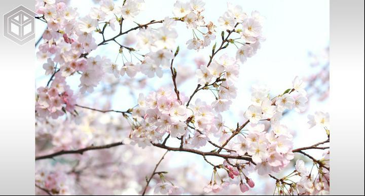 ★ #思い出の写真たち 、題『 #さくら 』#34 ★
━━━━━━━
