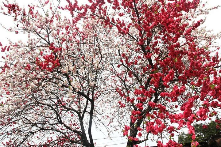 ★思い出の写真たち#25、題『紅白』★
━━━━━━━━━━━━
