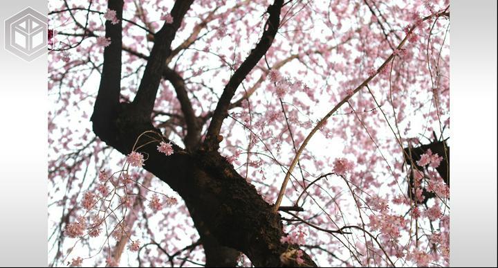 ★ #思い出の写真たち 、題『 #しだれ桜 』#35 ★
━━━━━━━
