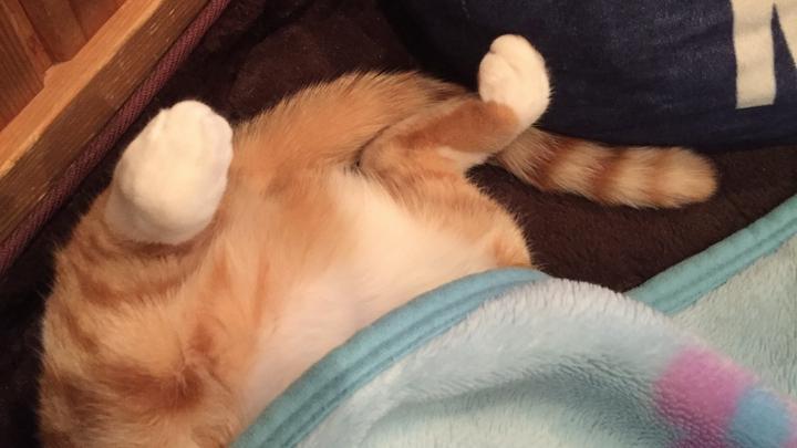 これ何か分かります？
我が愛猫のヘソ天でした〜❤️
