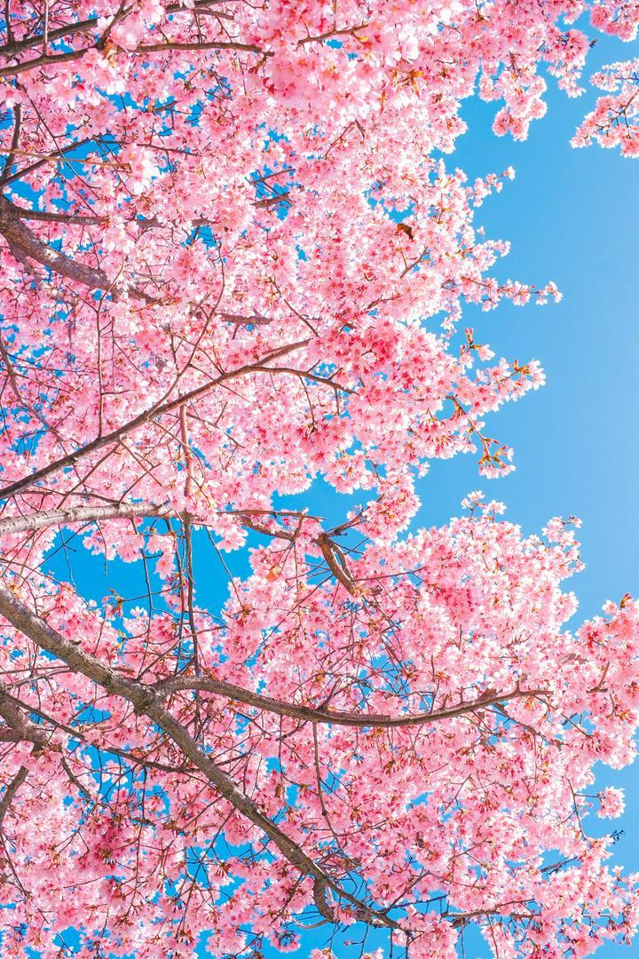 こんにちは😸
来週末にはだいぶあたたかくなりそうですね
きのう、都内にでかけたら公園の桜が満開でした✨場所によってはかなり咲いていたりしますね🌸