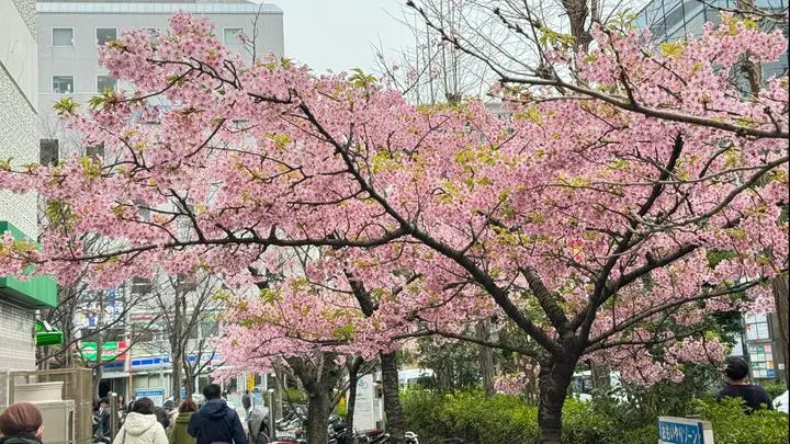 #ポスプラ桜前線2025
早咲きの川津桜はもう葉桜気味
千葉市