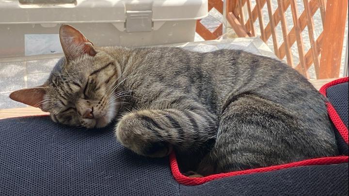 
【緩募】寝落ち猫の動画、静止画、イラストなんでもOK
　　　　貴方の猫寝相をお待ちしております。