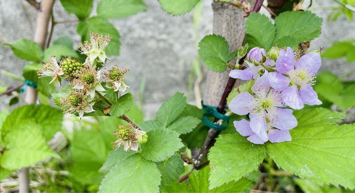 仕事帰りに畑に来ています！畑レポート24話はブラックベリーの花と実(ベビー)です。

ブラックベリーはバラ科の植物で淡いピンクの花が咲きます。