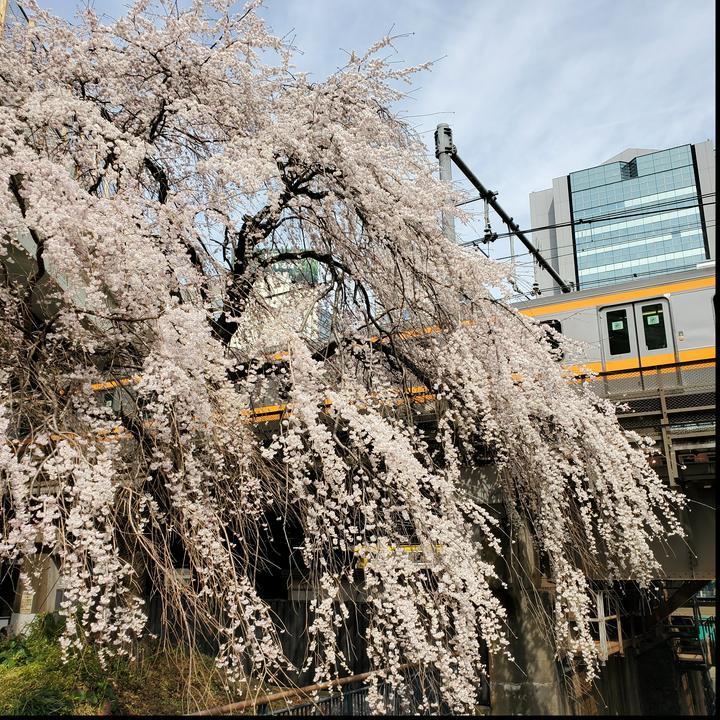 空気は冷たいけど、春🌸
圧巻の桜にうっとりしました☺️💕
