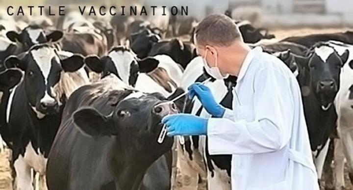 【元ファイザー副社長からの警告⚠️】
ビル・ゲイツが世界中の牛にmRNA のワクチンを接種していることを公言した。
ビルゲイツ 「ワクチン接種や遺伝子改良を通じて、動物が生き残るのを助けます。」 と言っているが真意は別にあるようだ。輸入肉に