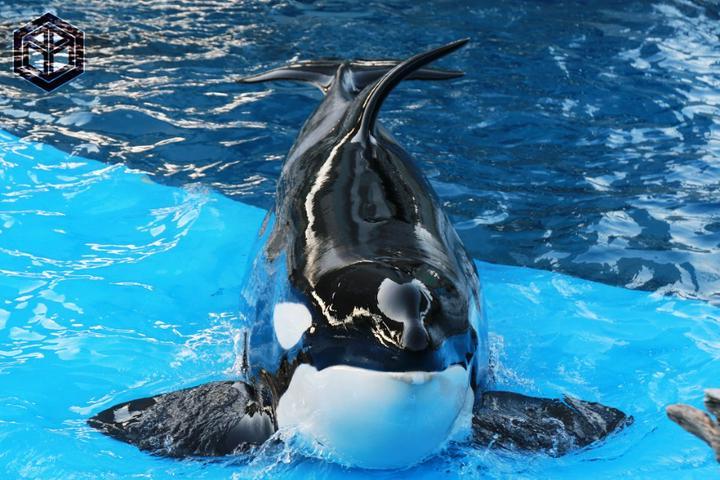 ★ #思い出の写真たち 、題名『 #かわいい海の最強 』 #3 ★
━━━━━━━━━━━━
