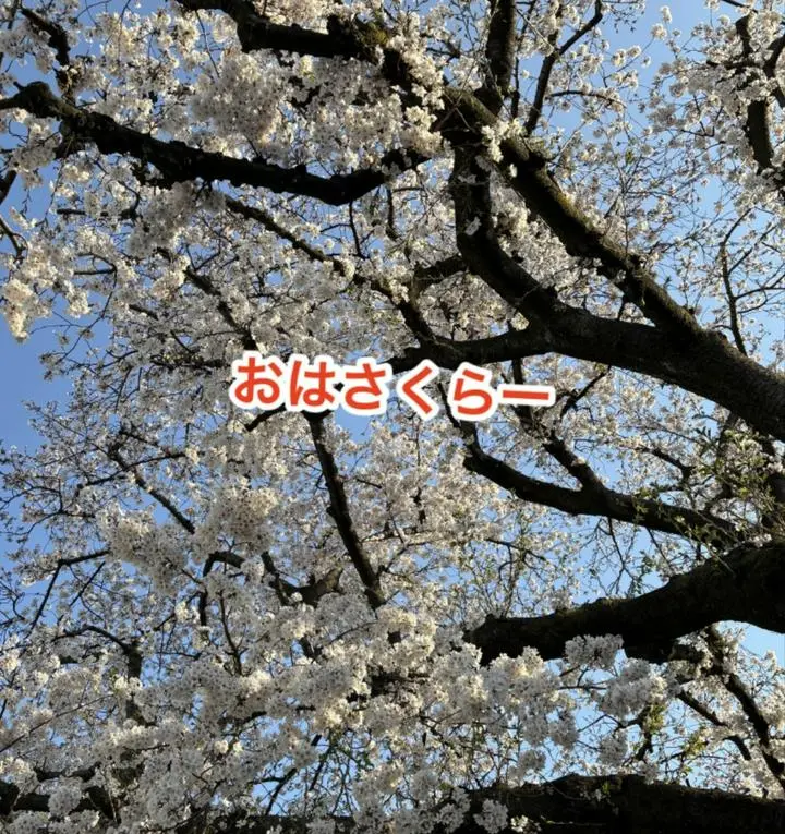 おはーよーございます！お花見日和ですね🌸土曜日です。のんびり頑張りましょヾ(⌒(。-ω-)zzZ

#時短#コインランドリー#主婦の味方#主夫の#代行#田園都市線#市が尾駅#市が尾#市ヶ尾#田園都市#市が尾#西友#coinlaundry#