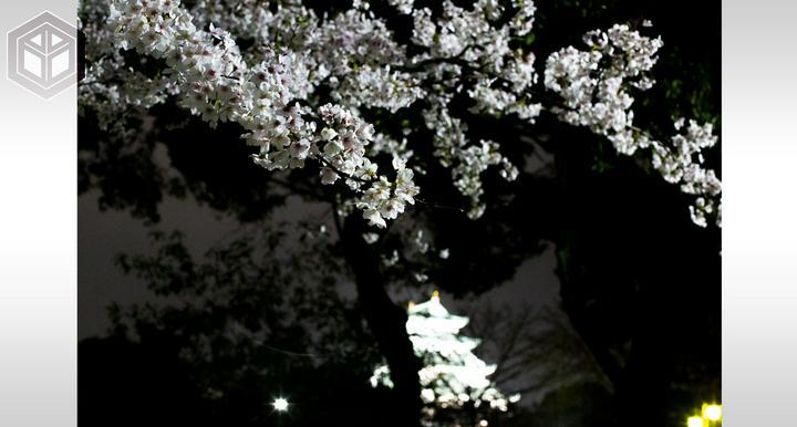 ★ #思い出の写真たち 、題『 #桜と城 』#59 ★
━━━━━━━
