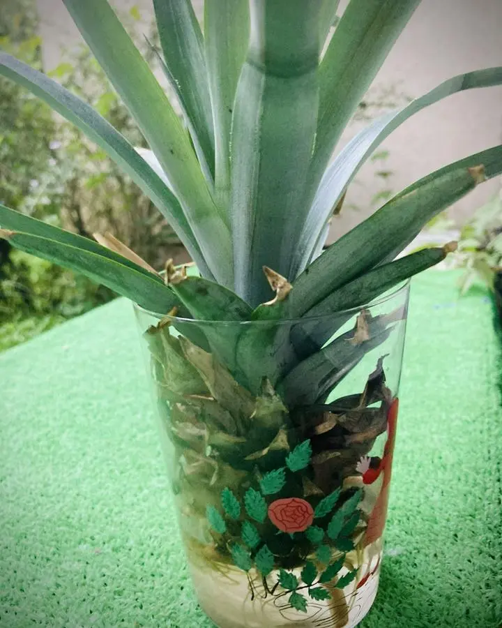 こんだけお日さまが出ないで
肌寒いと
マイパインちゃん🍍も