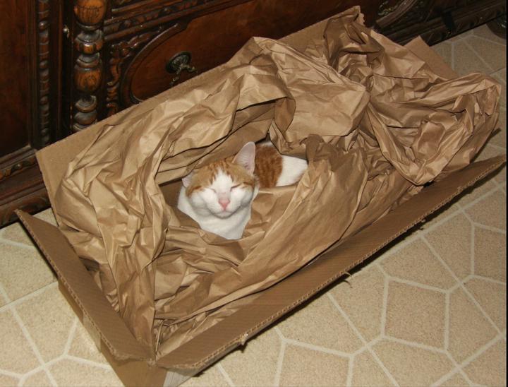 ＜今日のモフモフ・猫＞
　Amazonプライム？？
#TeamMinae