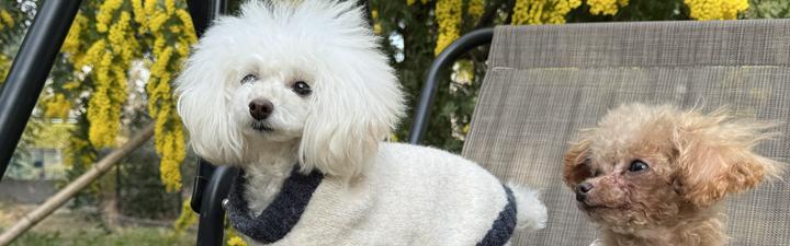 ももはる Momoharu